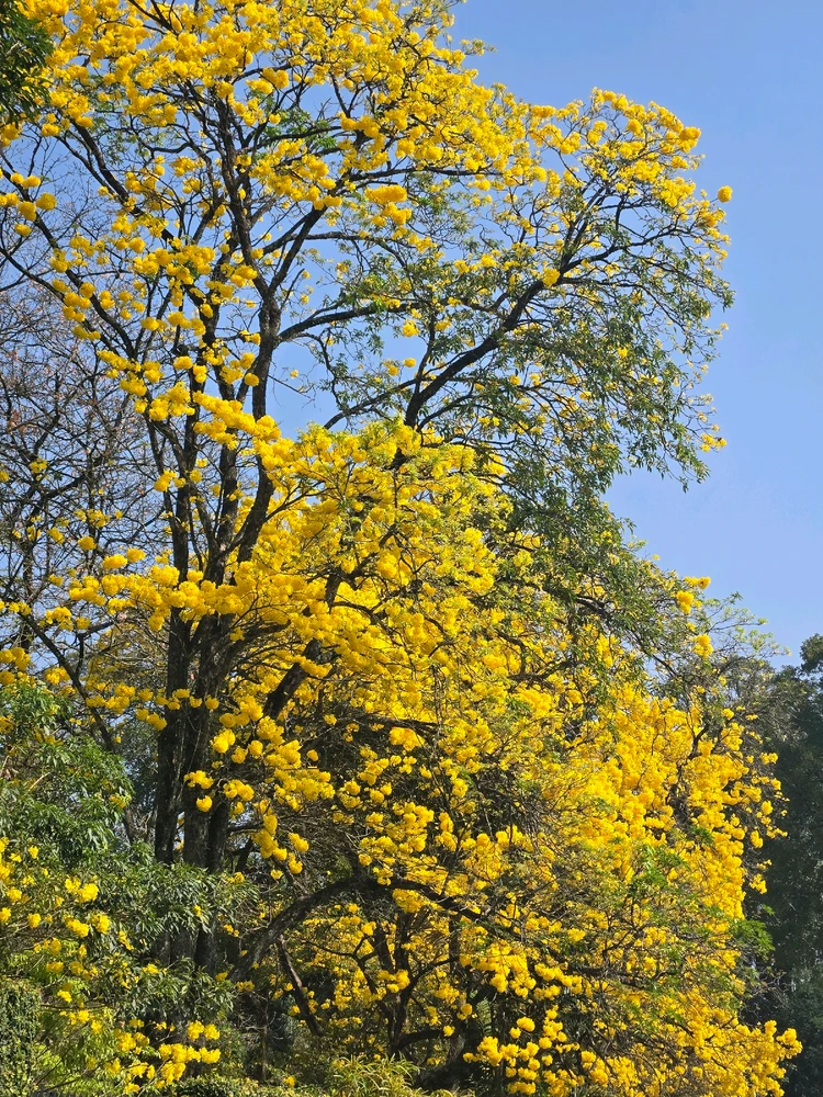 Image uploaded by Rush #玉虫乚