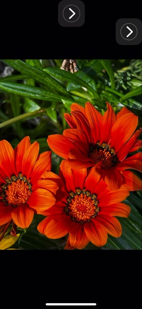 GIF uploaded by Black Cat, Francesca Bridgerton