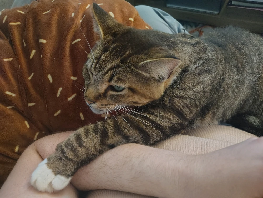 GIF uploaded by Alice