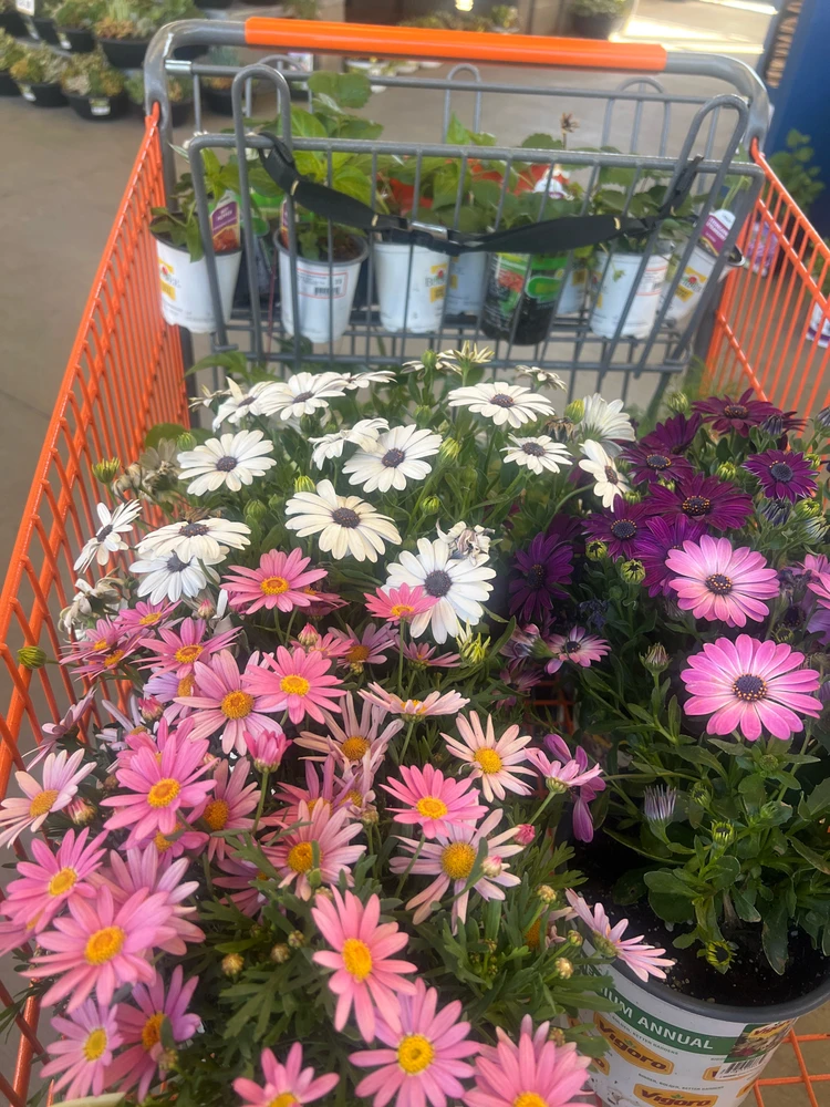 GIF uploaded by Black Cat, Francesca Bridgerton