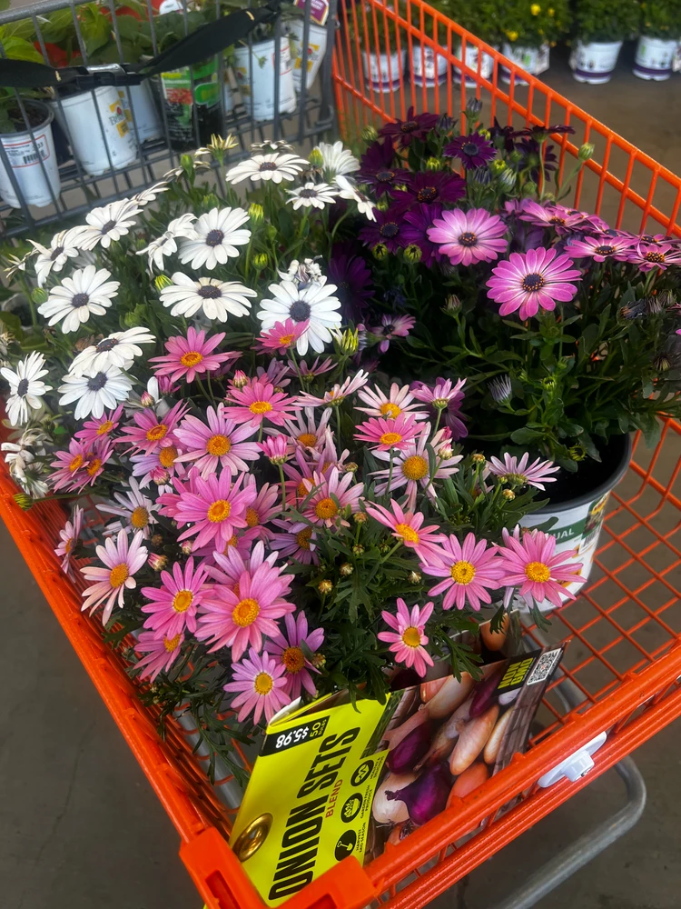 Image uploaded by Black Cat, Francesca Bridgerton