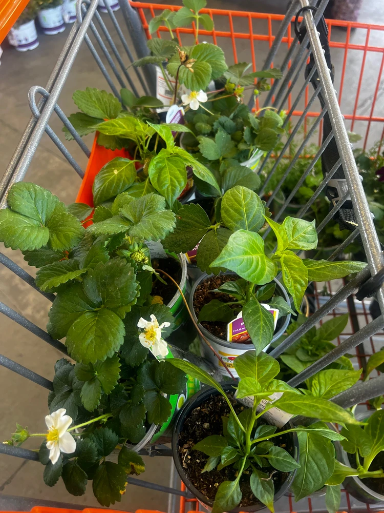 Image uploaded by Black Cat, Francesca Bridgerton