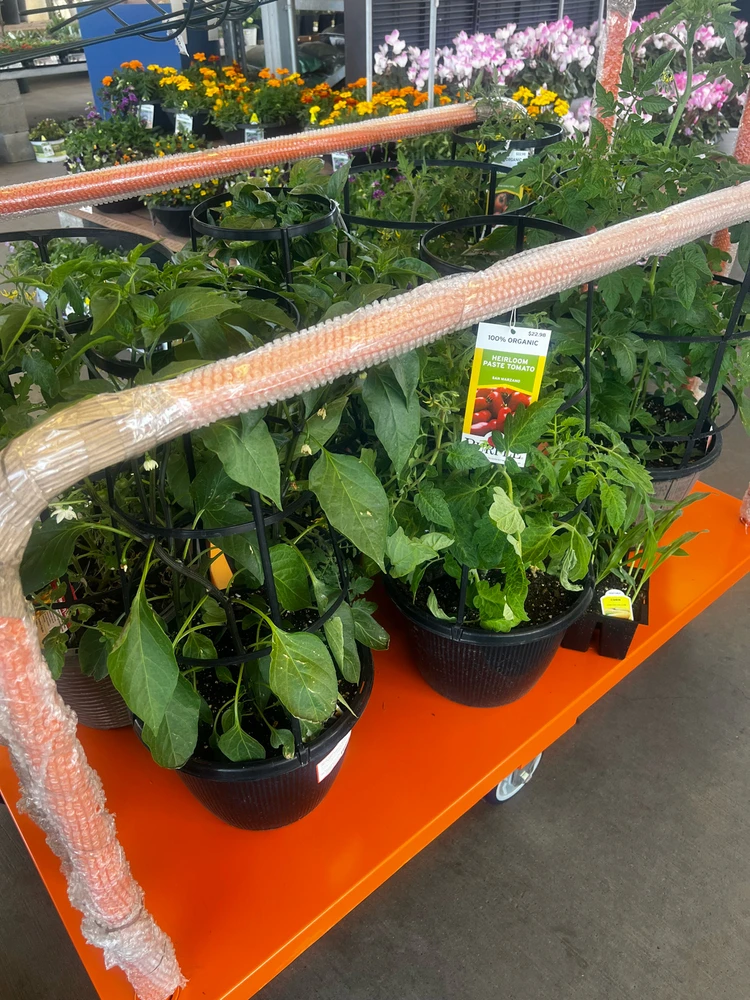 Image uploaded by Black Cat, Francesca Bridgerton