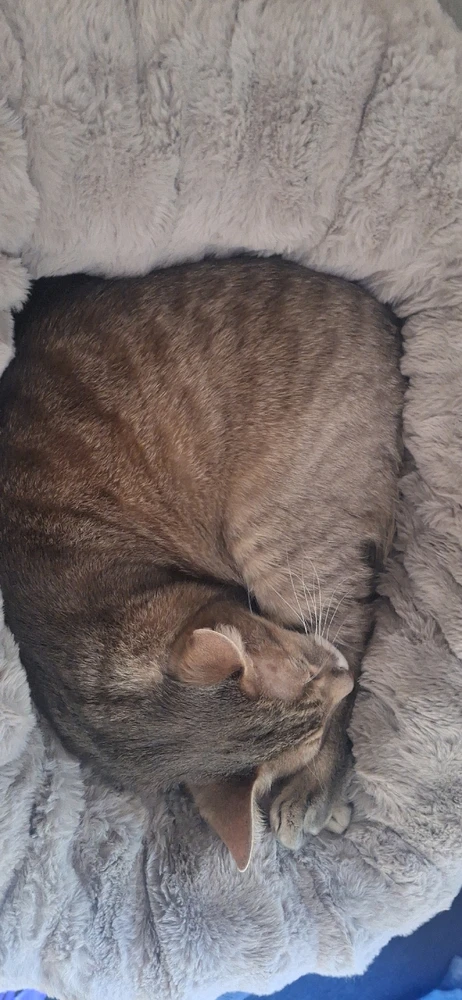 GIF uploaded by Collin