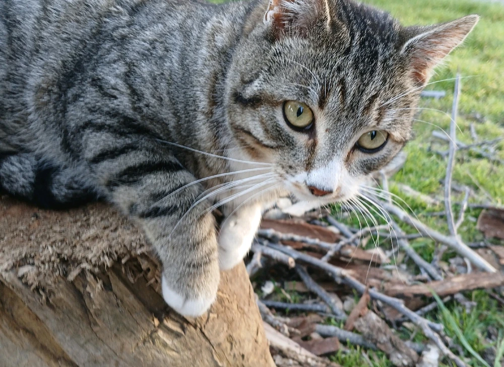 GIF uploaded by Marcos