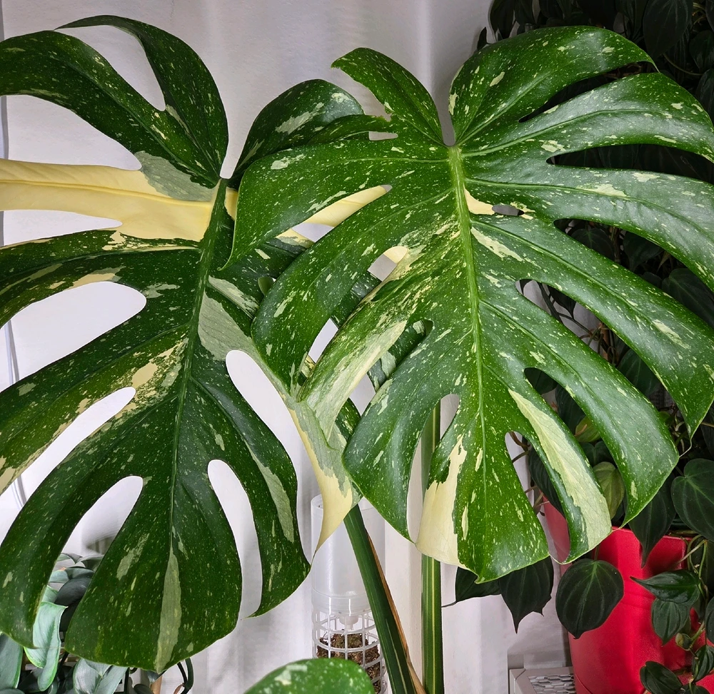 Image uploaded by Weswísxe