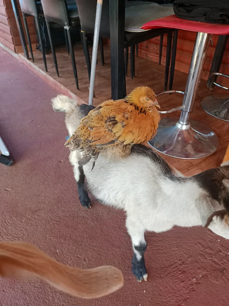 Imagen subida por Alejandro