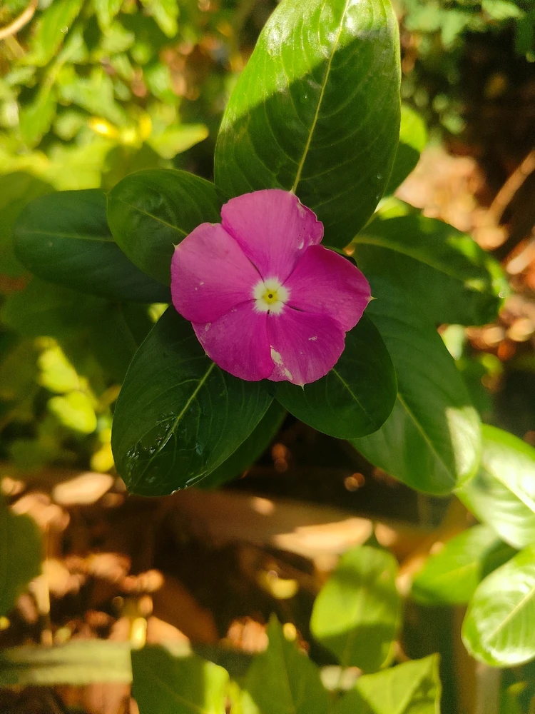 Image uploaded by sebastian