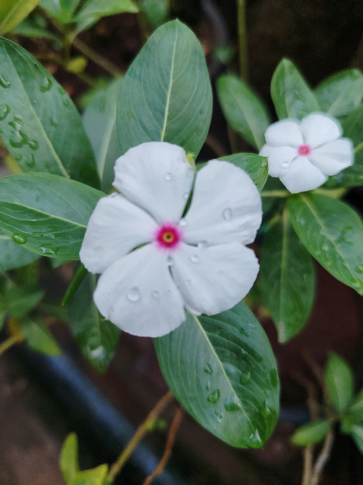 Image uploaded by sebastian