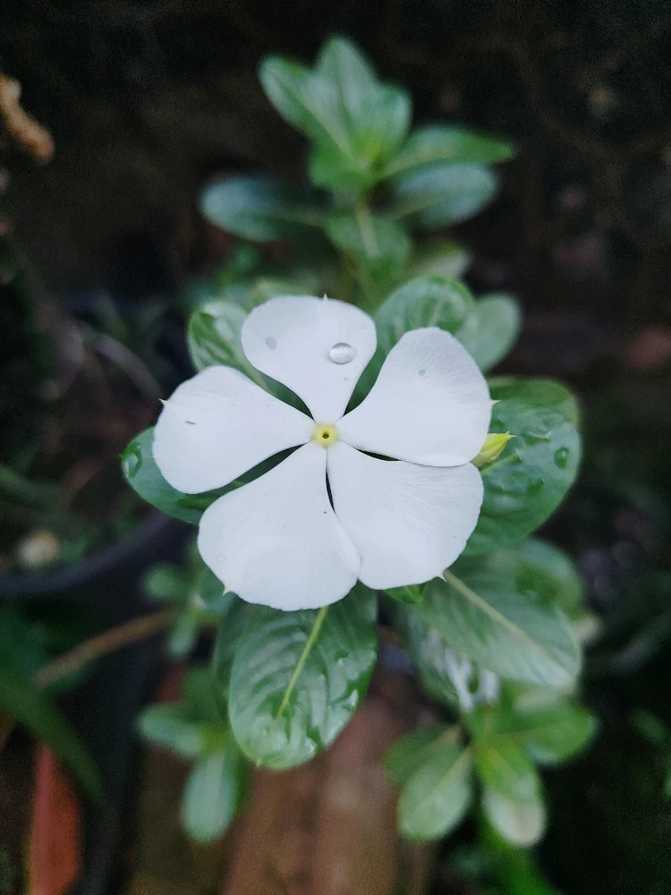 Image uploaded by sebastian