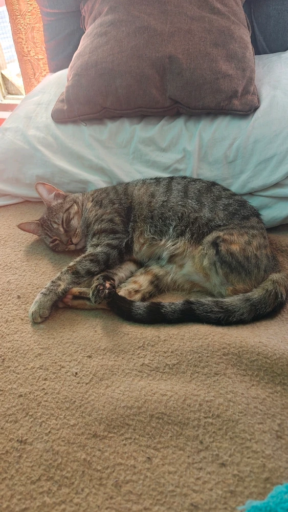 GIF uploaded by Zebastian