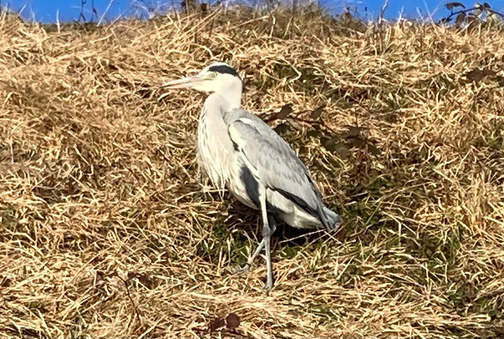 GIF uploaded by 🌙✨ℳℯ𝓁𝒶𝓃𝒾𝓆𝓊ℯ✨🌙