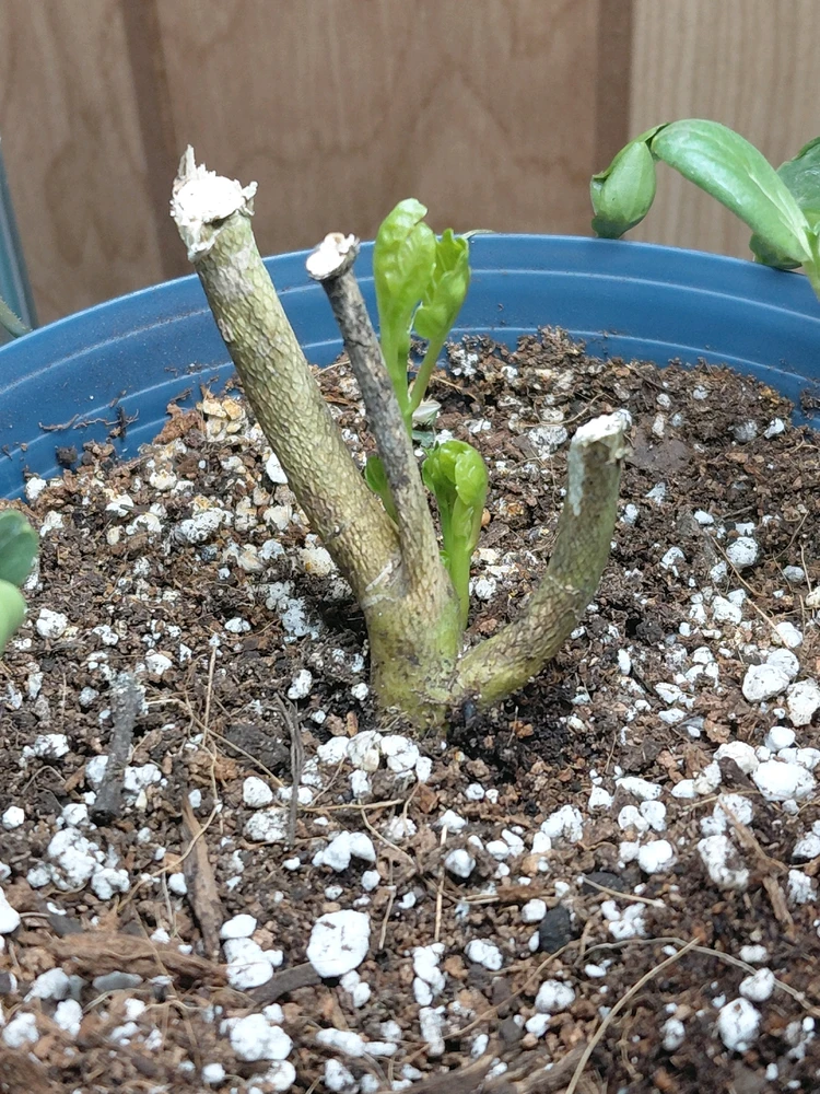 Image uploaded by David