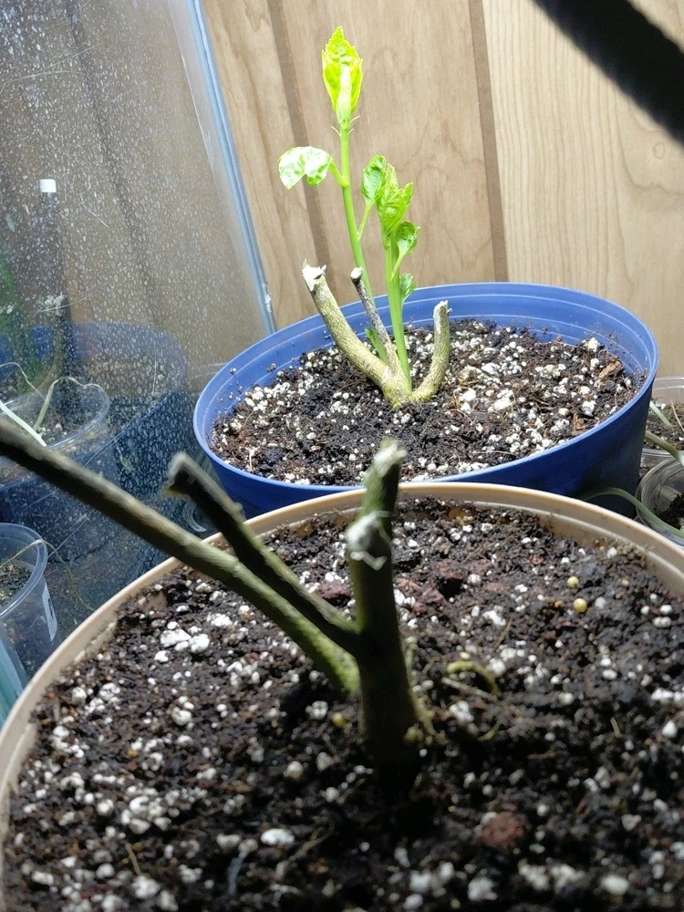 Image uploaded by David