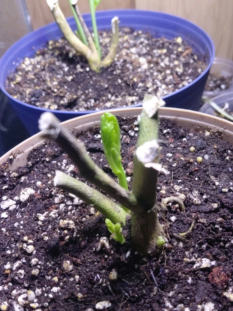 Image uploaded by David