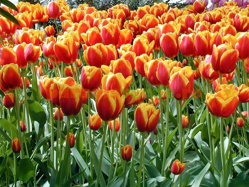 GIF încărcat de Cristina