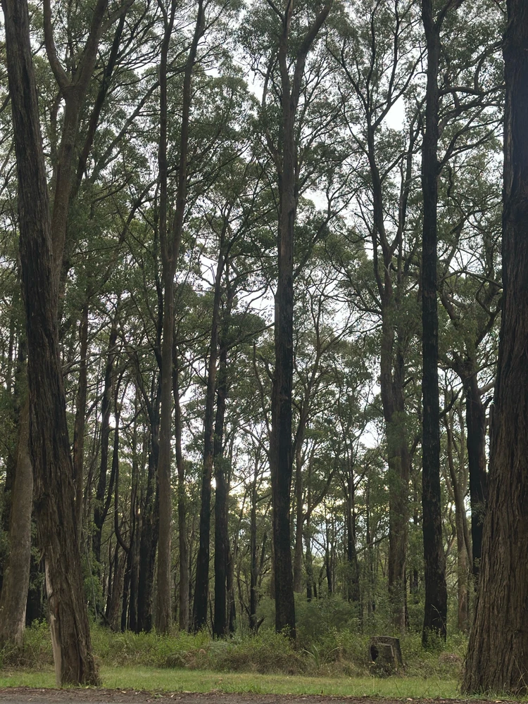 Image uploaded by Danish