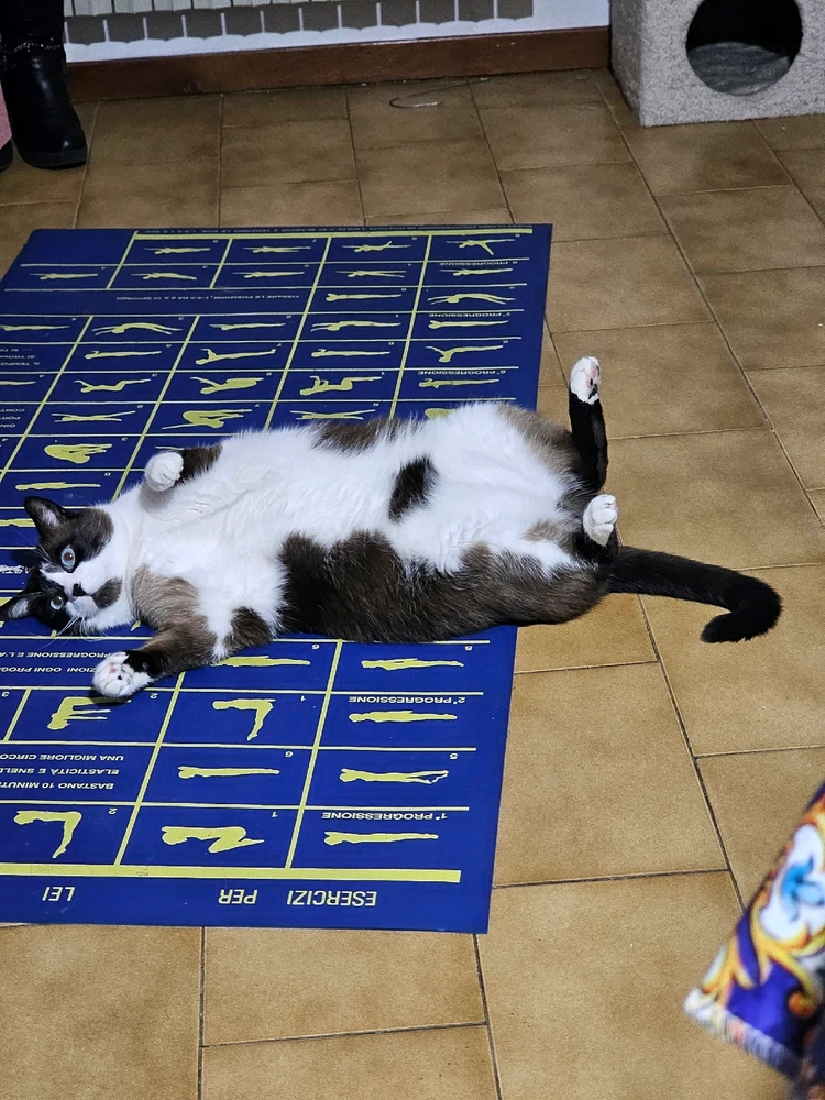 GIF caricata da Alessandro