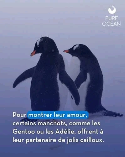GIF ajouté par Mikaël