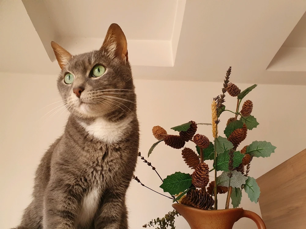 Image uploaded by Juan