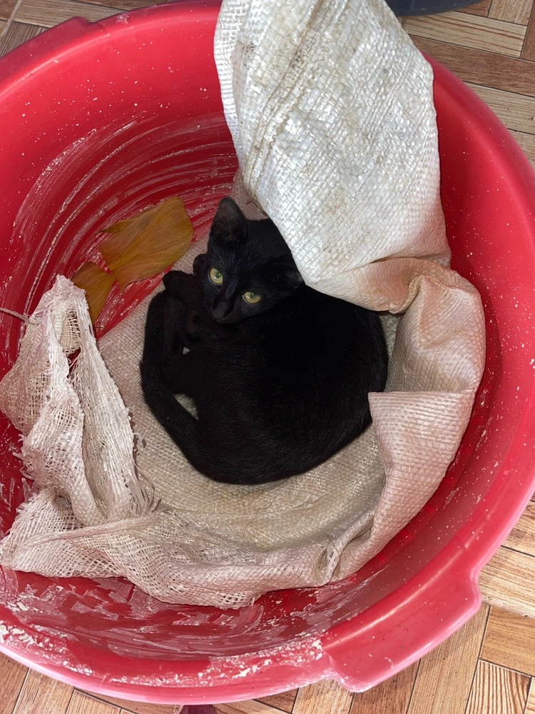 GIF enviado por Clemerson Lisboa 🏳️‍🌈