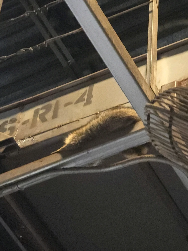 Image uploaded by StinkyCheese