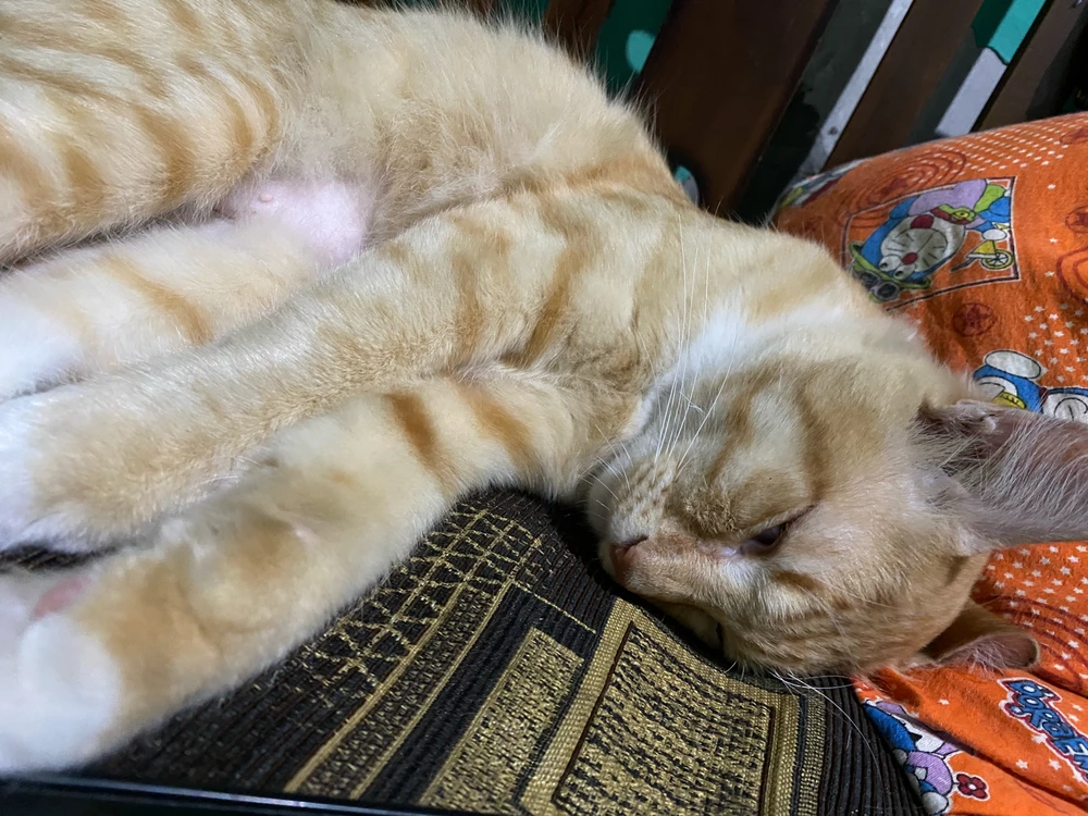 GIF uploaded by Fyra