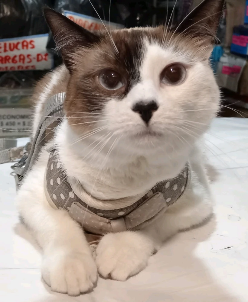 Imagen subida por Daniel