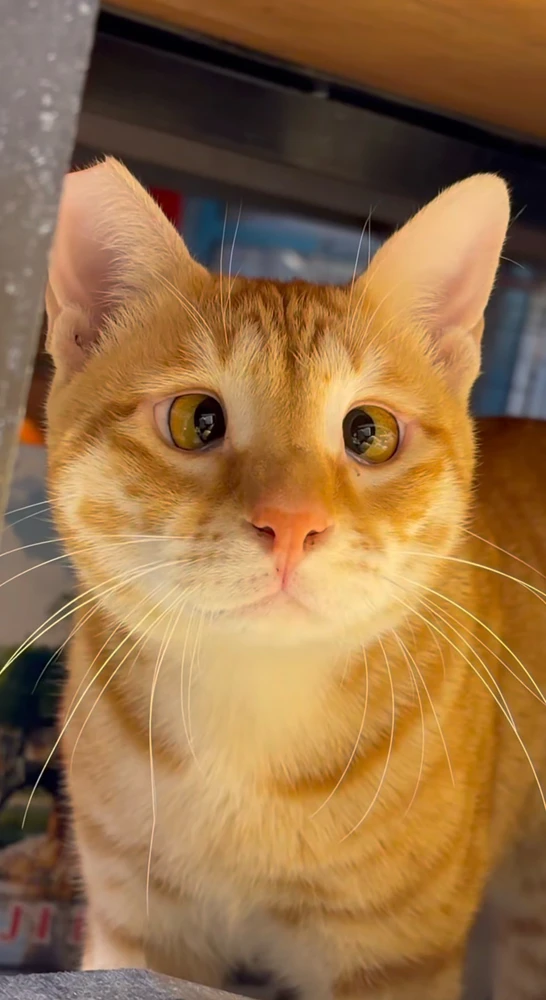 GIF uploaded by Karma