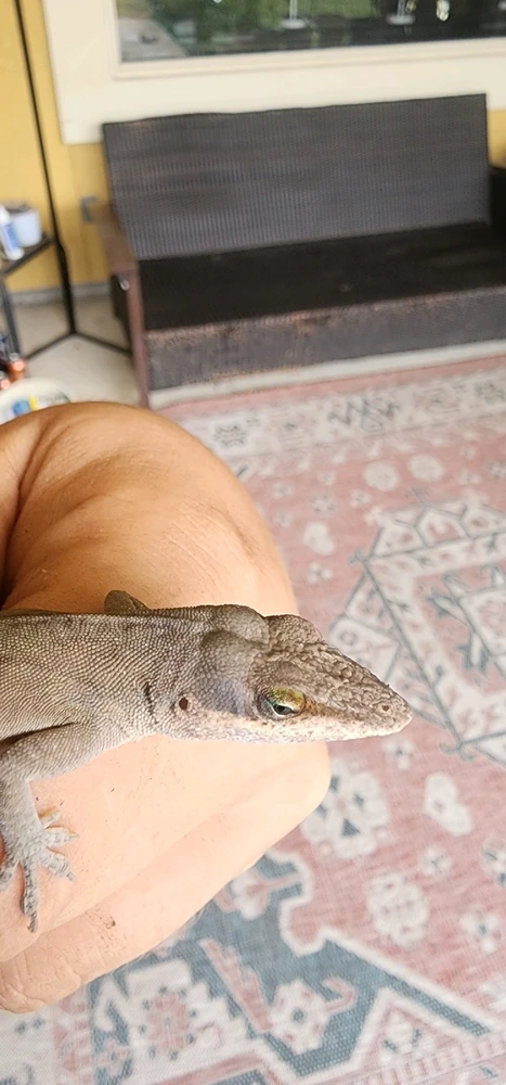 Image uploaded by Aiden