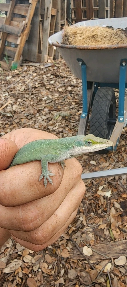 Image uploaded by Aiden