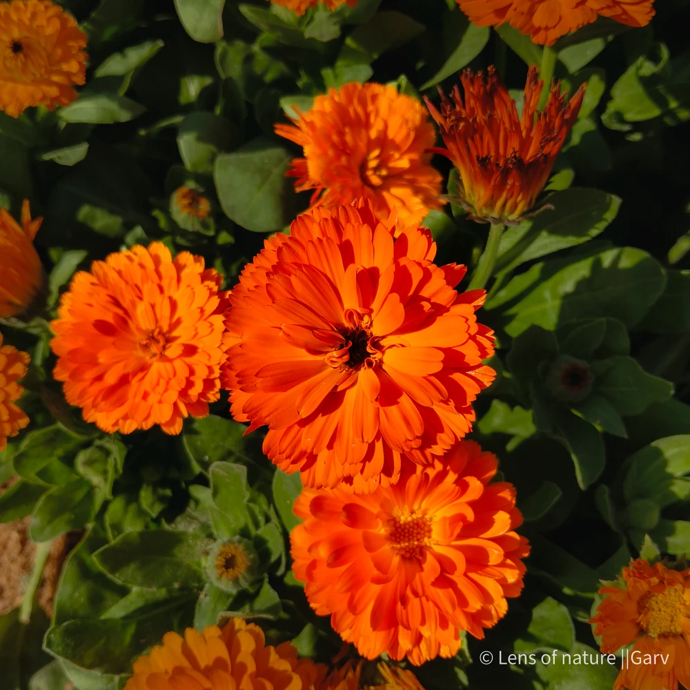 Image uploaded by Garv