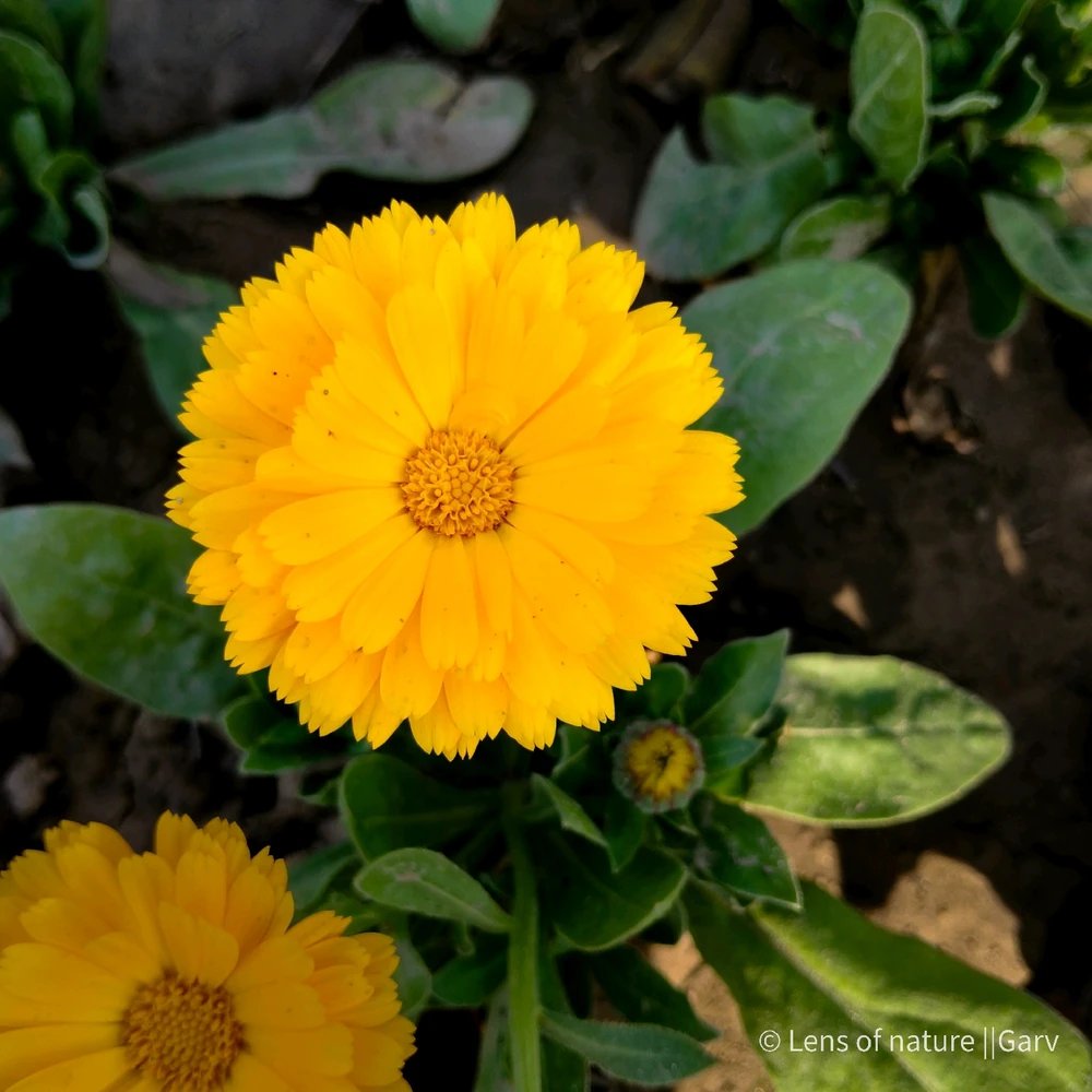 Image uploaded by Garv