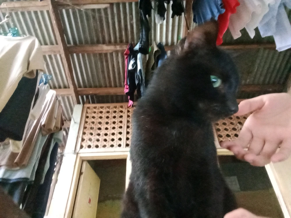 Image uploaded by Collaine