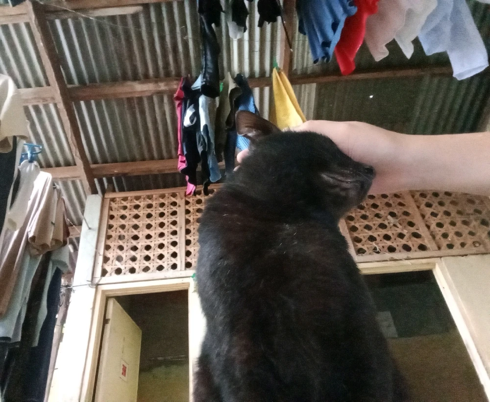 Image uploaded by Collaine