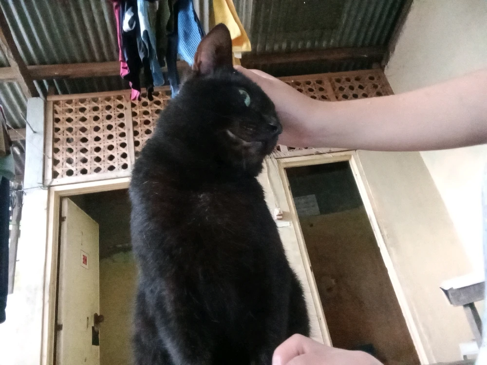 Image uploaded by Collaine