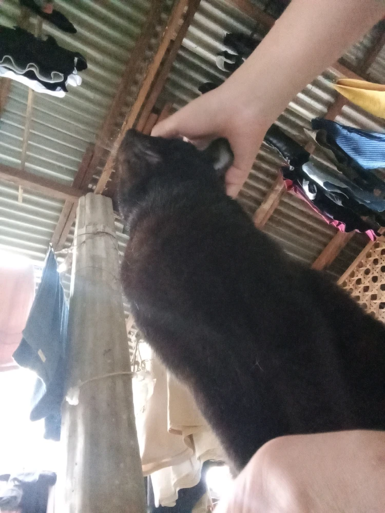 Image uploaded by Collaine