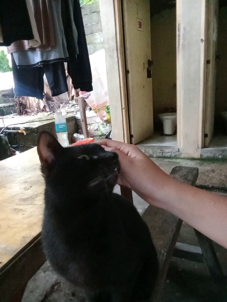 Image uploaded by Collaine