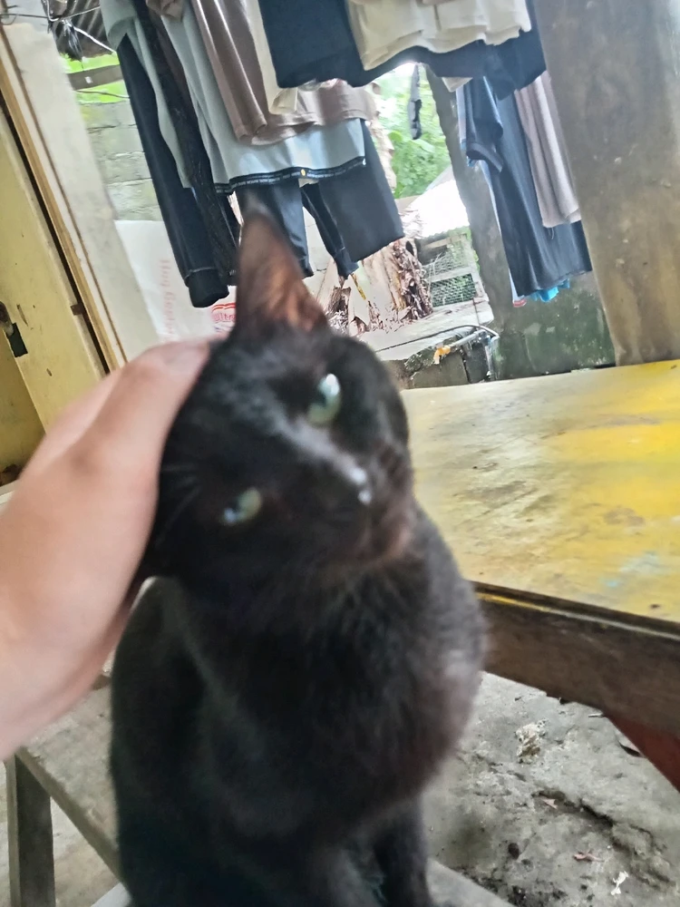 Image uploaded by Collaine