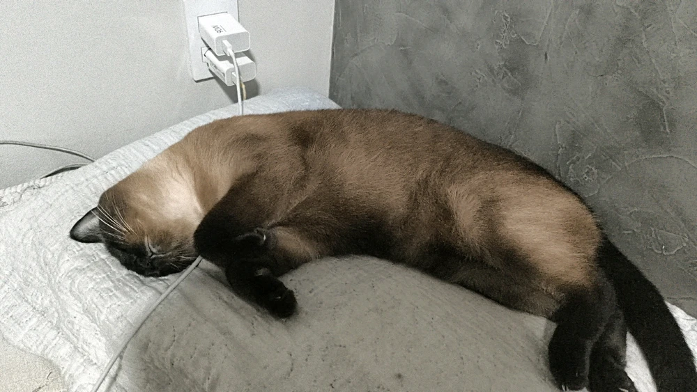 GIF enviado por Cayo