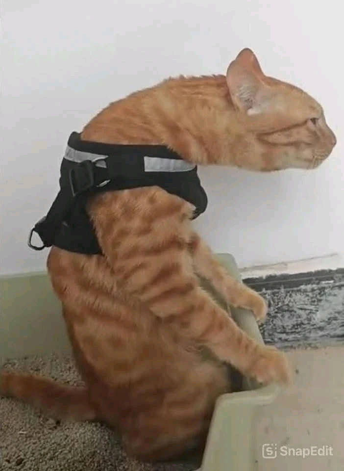 GIF subido por Vodka