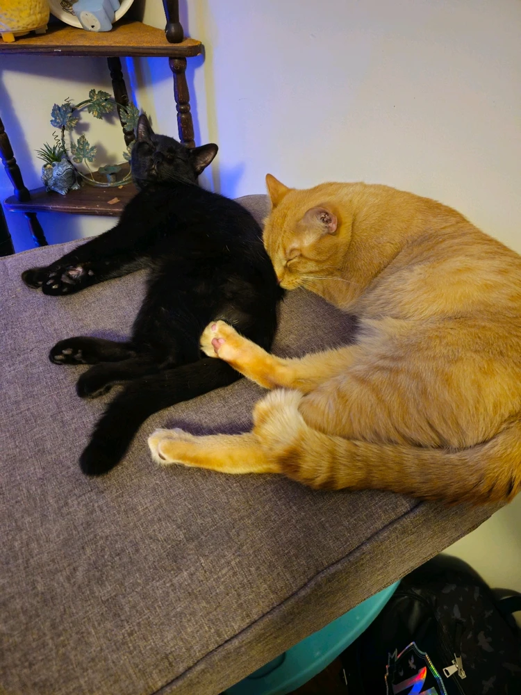 GIF uploaded by Avery Moon Fang