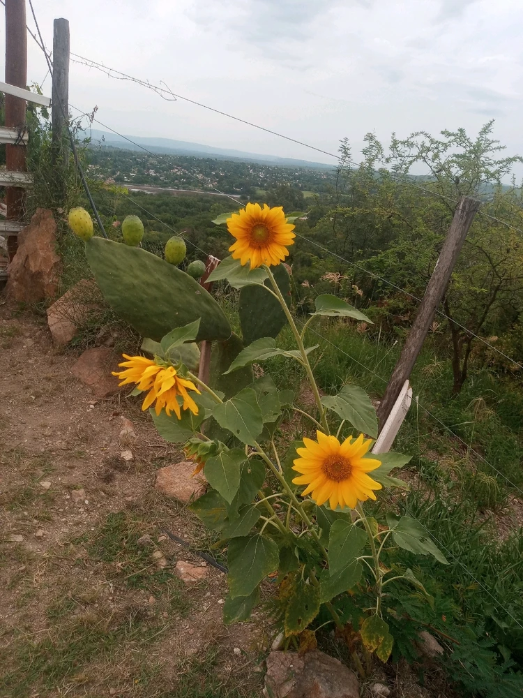 GIF subido por Sofía