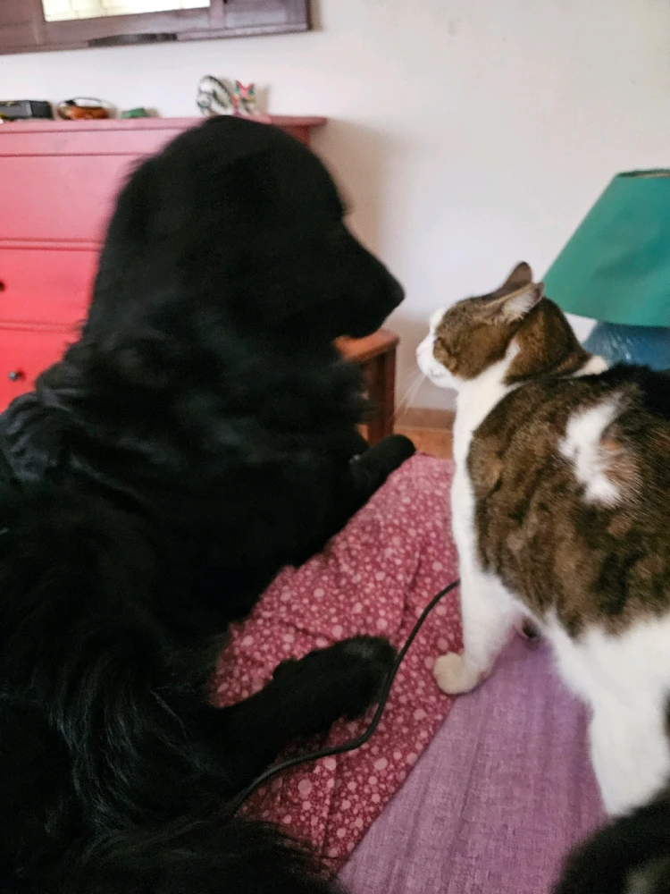 Immagine caricata da Neri