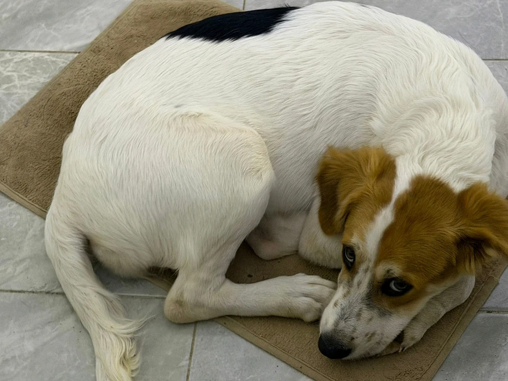 GIF subido por Daniel