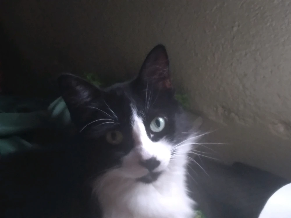 Imagem enviada por Theodoro