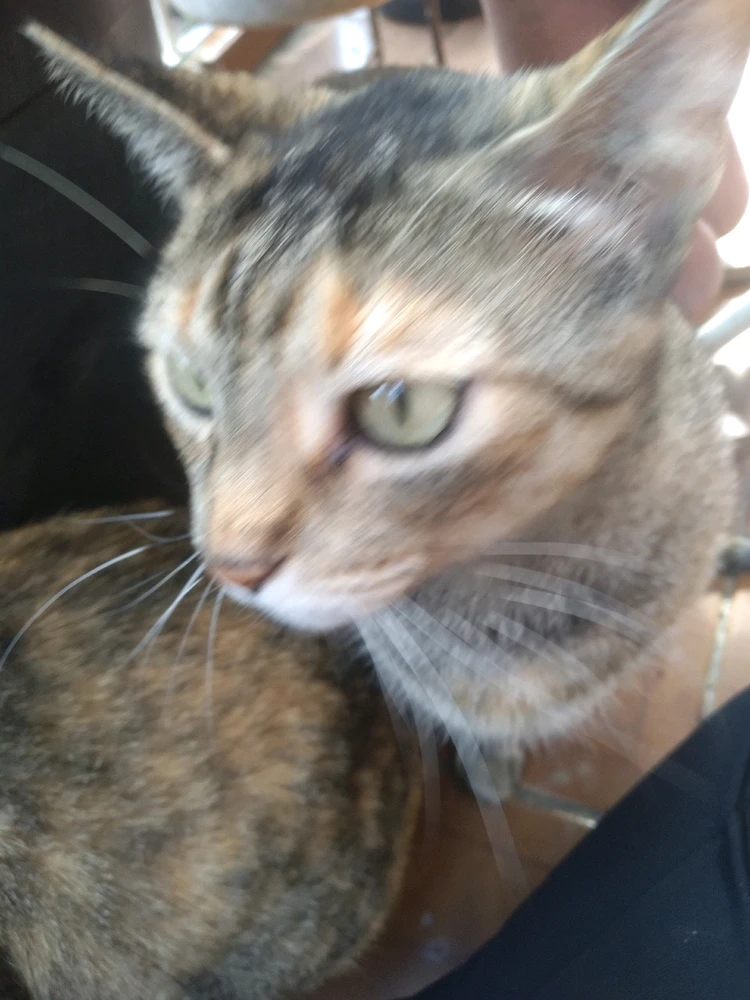 Imagem enviada por Theodoro