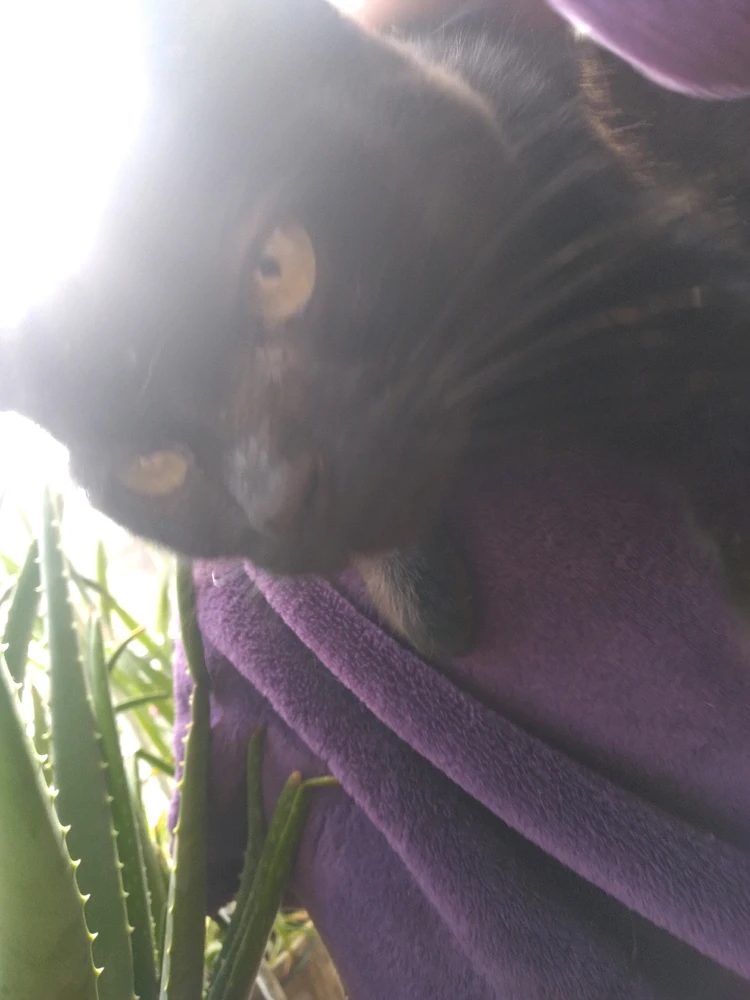 Imagem enviada por Theodoro