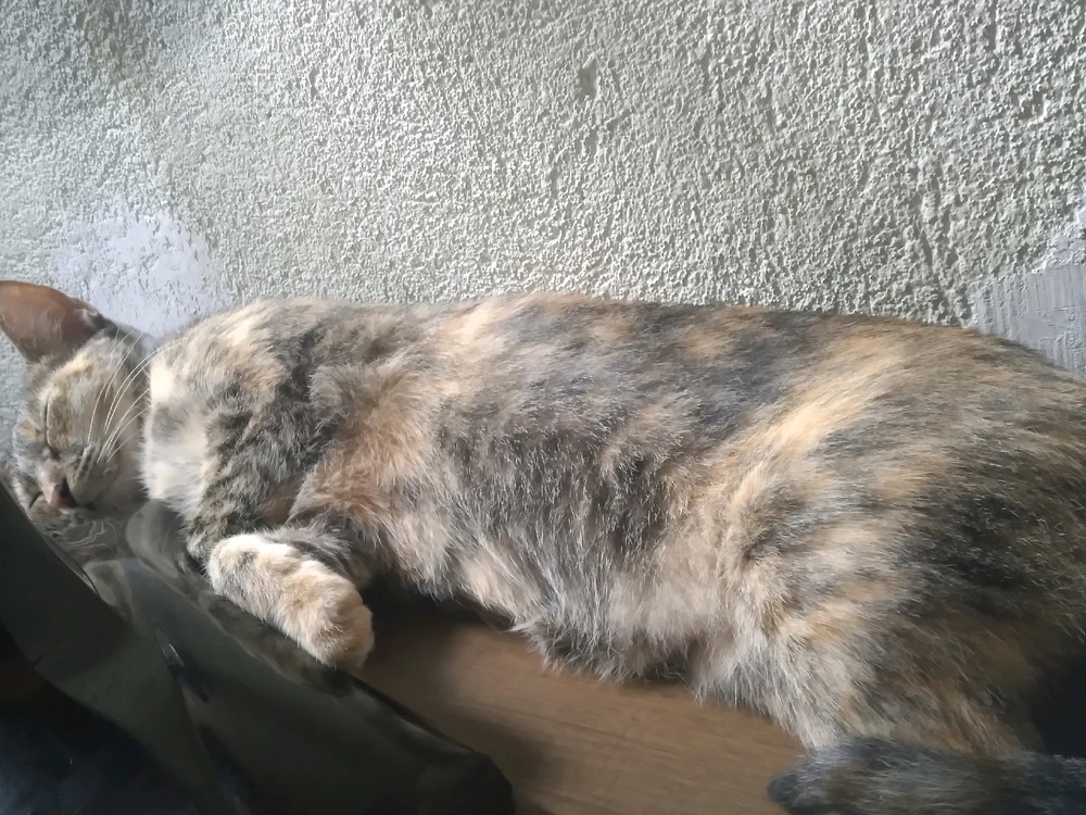 Imagem enviada por Theodoro