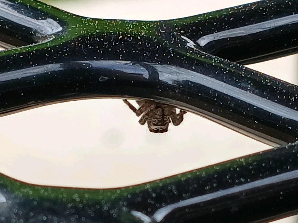 Image uploaded by Dillon